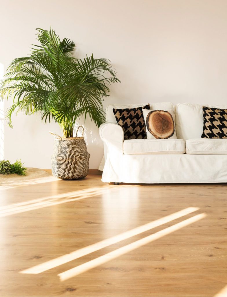 A living roof with light hardwood flooring, a white sofa, and a palm tree.